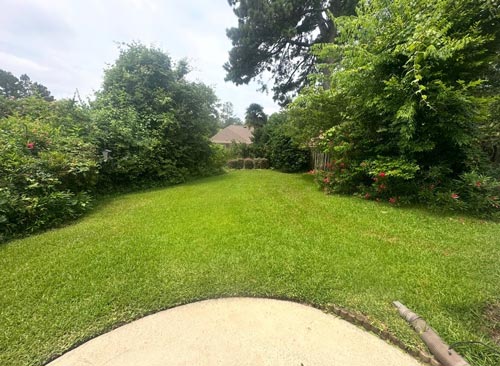 Before — overgrown back yard